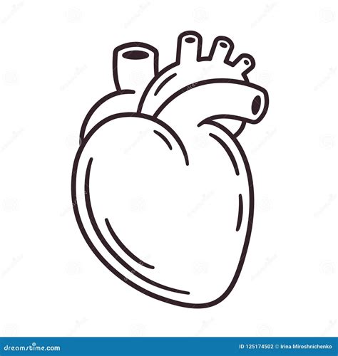 Realistic Heart Drawing Stock Vector Illustration Of Anatomic 125174502