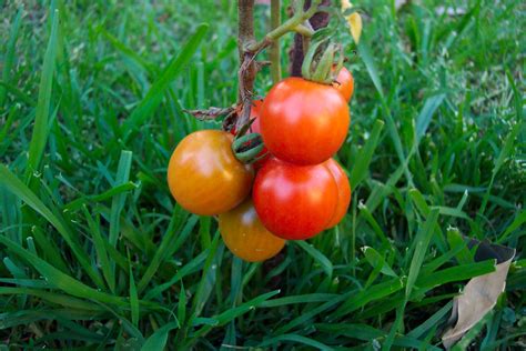 How To Can Fresh Tomatoes Auntie Dogmas Garden Spot
