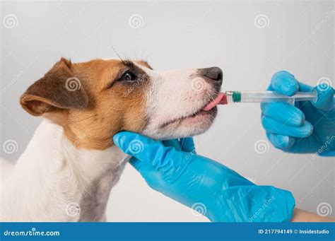 Close Up Of A Veterinarian Injecting Medicine From A Syringe Into A Dog