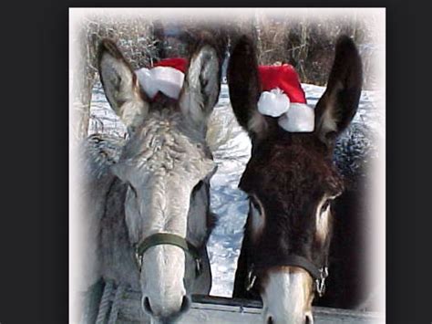 Xmas Donkeys Christmas Animals Create Your Own Card Photo Cards