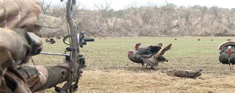 How To Hunt Turkey With A Bow 【8 Tips For Bowhunting】