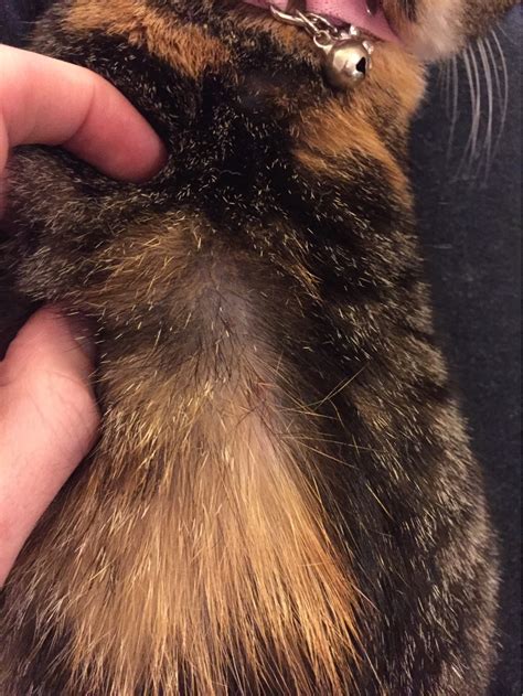 My Cat Has Bald Spots That Keep Showing Up Around The Back Side Of Her