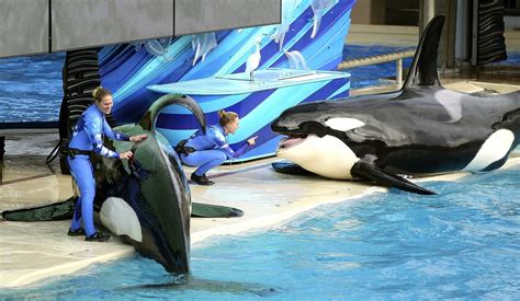 Seaworld To End Orca Shows In San Diego Boing Boing Boing Bbs