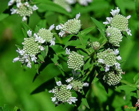 Virginia Mountain Mint Pycnanthemum Virginianum Dfl1031 A Photo