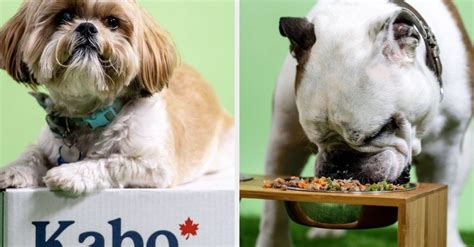 Keep raw meat separate from other foods. Kabo Dog Food Sale In Canada