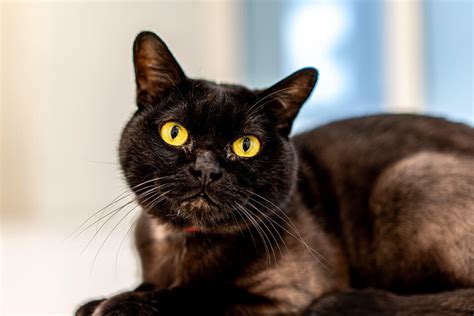 The Bombay Cat Petvblog