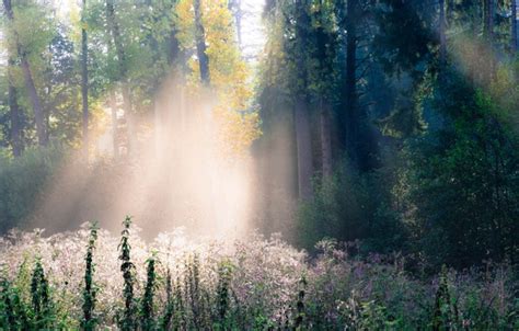 Wallpaper Rays Light Trees Grass Autumn Forest Images For Desktop