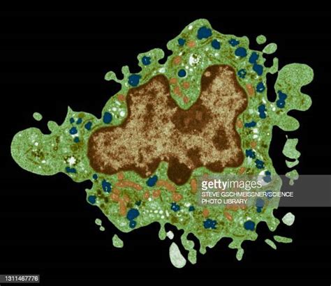Monocyte Macrophage Photos And Premium High Res Pictures Getty Images