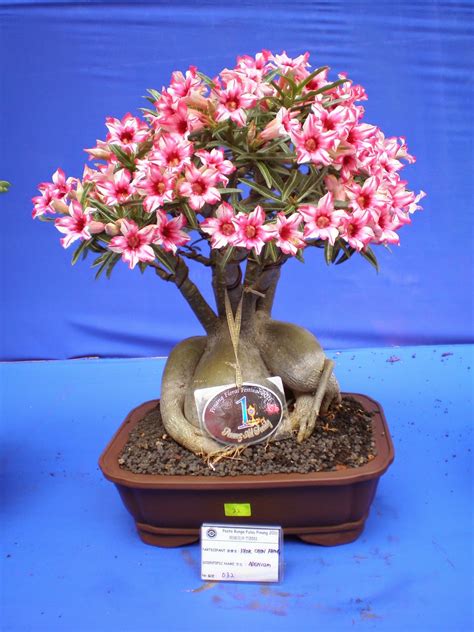 Desert Rose Plant Adenium Bonsai Desert Rose Bonsai