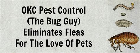 Okc Pest Control Eliminates Fleas For The Love Of Pets The Bug Guy