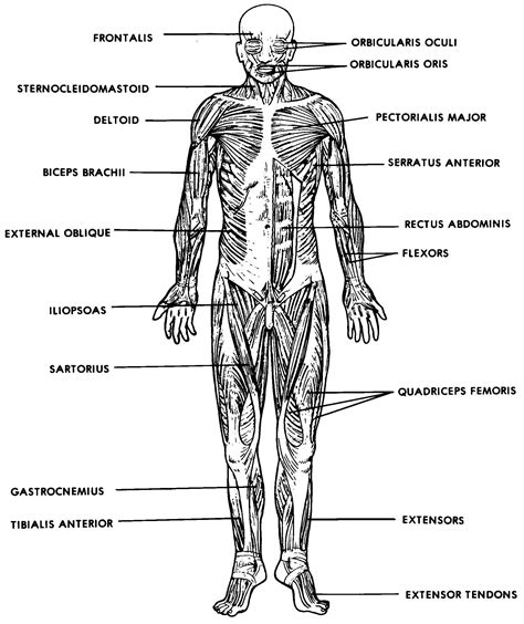 Simple Muscles In The Body Diagram Muscles 6 Muscular System