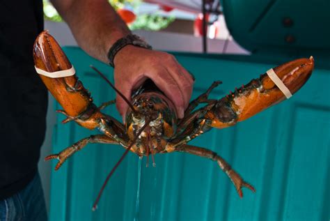 tips for buying lobsters online