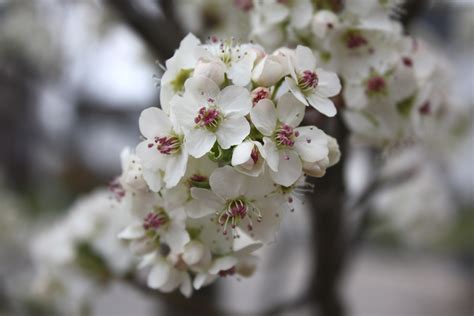 Filecleveland Select Pear Tree Wikimedia Commons