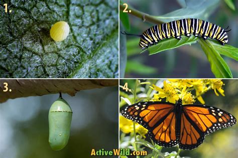 The Life Cycle Of The Monarch Butterfly With Pictures And Facts