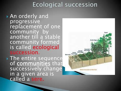Ppt Ecological Succession Powerpoint Presentation Free Download Id