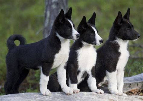 The cost to buy a karelian bear dog varies greatly and depends on many factors such as the breeders' location, reputation, litter size, lineage of the puppy, breed popularity (supply and demand), training, socialization efforts, breed lines. Karelian Bear Dog - Facts, Pictures, Puppy, Size, Price ...
