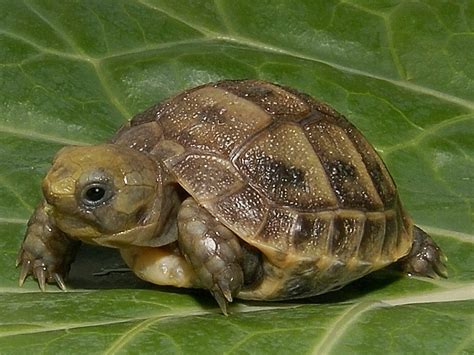 If you'd like an outside tortoise, you will have to choose a breed which. Types of Pet Turtles - Furry Tips