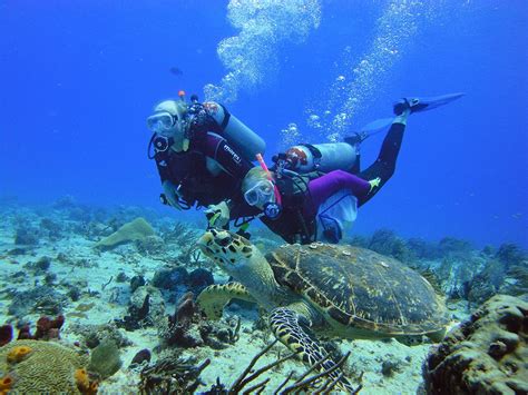 The Complete Guide To Scuba Diving In Playa Del Carmen