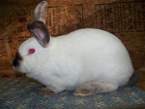 I will miss this hobby; Die besten 25+ Meat rabbits for sale Ideen auf Pinterest ...