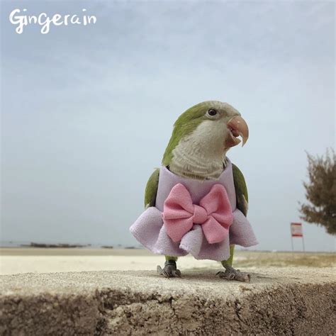 Gingerain Bird Clothes Parrot Clothes Johnnyjumpup Original Hand Made