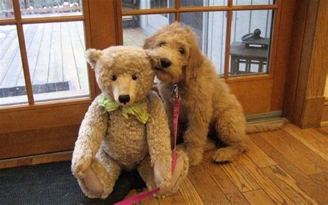 11 Dogs So Adorable They Look Like Stuffed Animals With Images