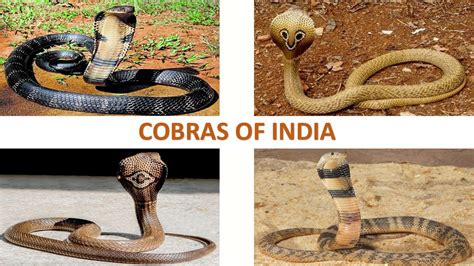 Cobras Of India 🇮🇳 Snakes Indian Reptiles Youtube