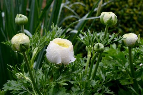 Continue to 7 of 23 below. White Ranunculus - Herbidacious
