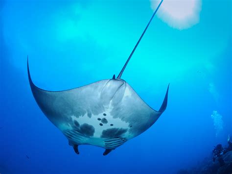 Nursery For Giant Manta Rays Discovered In Gulf Of Mexico Wpsu