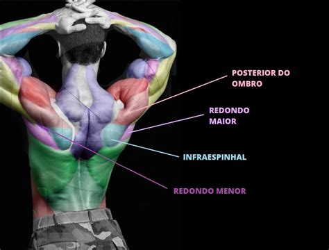Anatomia Das Costas Musculos