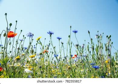 583 706 Wildflowers In Meadows Images Stock Photos Vectors