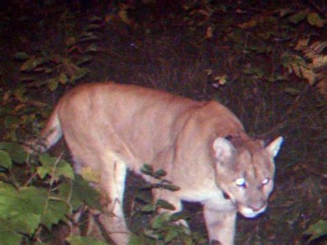Cougar Verified For First Time In Michigans Lower Peninsula