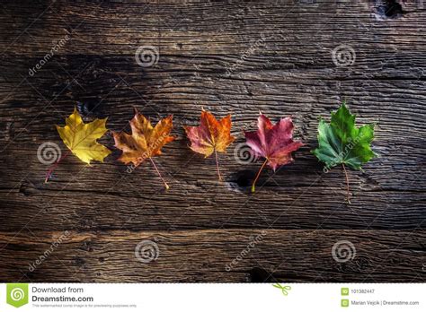 Autumn Leaves Autumn Colorful Leaves On Rustic Wooden Table Stock