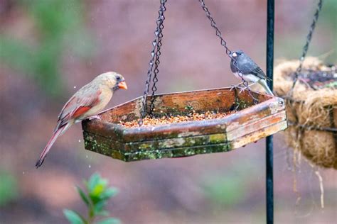 Backyard Birds Around Bird Feeder Stock Image Image Of Tree Feeding