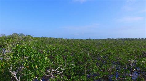 Video Exploring The Mangroves Of Bimini