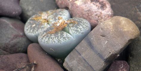 Röda fanor är en av fyra nya låtar som video av mimikry. Mimikry-Pflanzen - Essen-Ruhr