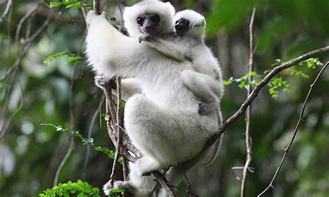 Madagascar Rainforests At Home With The Lemurs Travel The Guardian