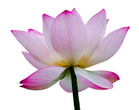 Lotus Flower Lotus Lotus Flowers Lotus Flower Png Transparent Image