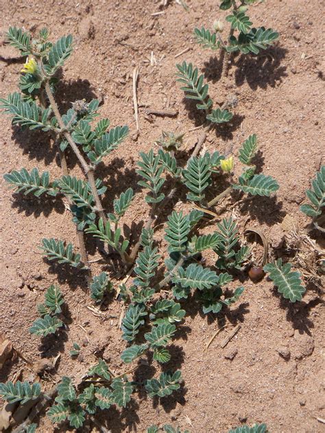 More images for goat horn plant » Tumbleweed Crossing: Goathead Weed