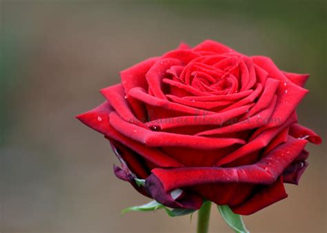 Tips Melawat Cameron Highlands Bunga Ros Siri Ke 2