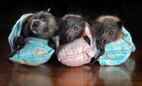 Baby Bats In Mini Sleeping Bags Aww