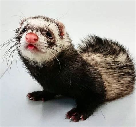 There are cons to rabbit ownership which you might not have considered before. 14 Pros and Cons to Consider of Having a Ferret as a Pet ...
