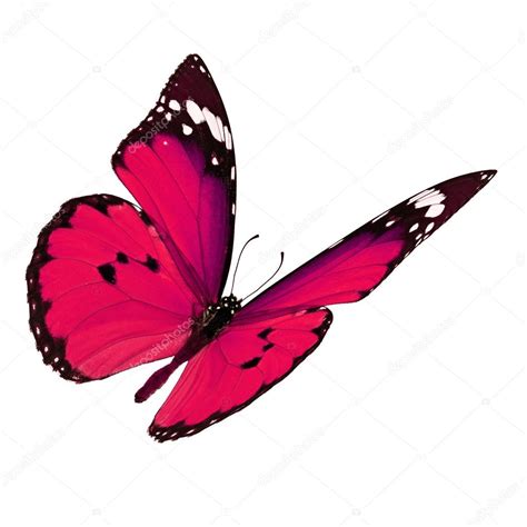 Pink Butterfly Flying Stock Photo By ©thawats 91371676