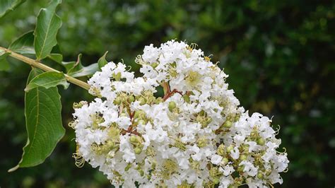 Wallpaper Id 212983 Blooming Crape Myrtle 4k Wallpaper Free Download