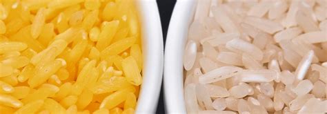 Faqs On Golden Rice Safety International Rice Research Institute