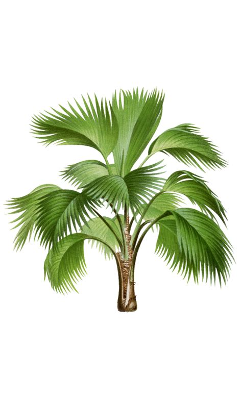 Tropical Plant Palm Tree Free Stock Photo Public Domain Pictures