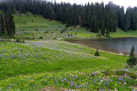 Wildflowers At Tipsoo Lake Michael Russell Photography
