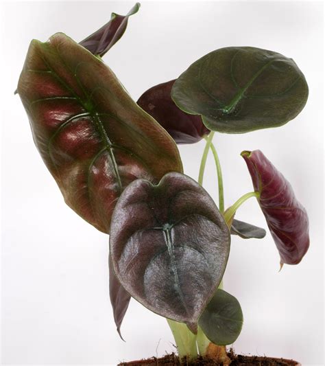 Maybe you would like to learn more about one of these? Metallisches Pfeilblatt (Alocasia cuprea) Pflege