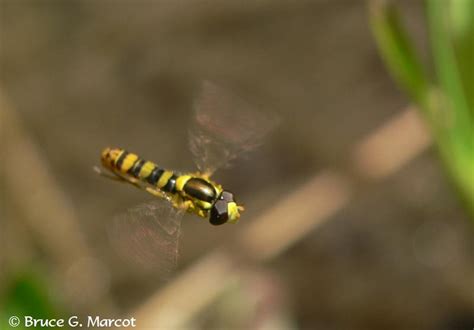 Epow Ecology Picture Of The Week Hoverfly Natures Helicopter