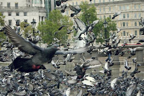Where Did Trafalgar Squares Pigeons Come From Londonist