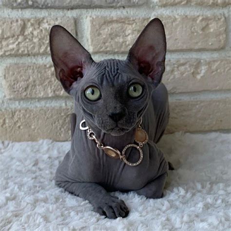 Is The Sphynx Cat Egyptian